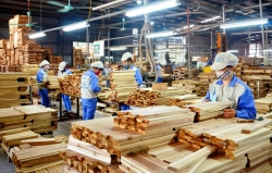 Triển vọng ngành gỗ năm 2024: Vẫn còn tiềm ẩn nhiều khó khăn