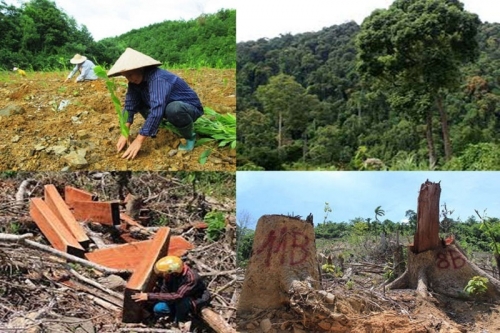 Quy định chống phá rừng (EUDR): Bài 2 – Khuyến nghị về chính sách