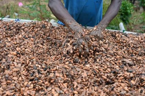 Giá cacao tăng vọt, Việt Nam sẽ hưởng lợi?